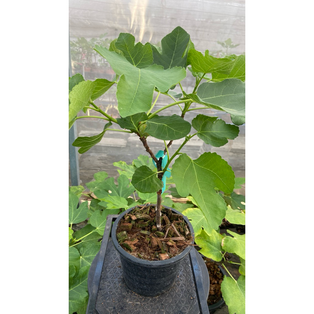 ต้นมะเดื่อฝรั่ง เดอลารีน่า ตอบราวตุรกี ติดผลแล้วทุกต้น ขอดูต้นได้ค่ะ /de la reina figs tree