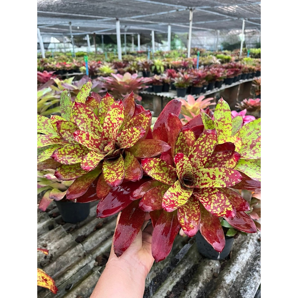 หมีพู#เกาะต้นไม้#สับประรดสี# Bromeliad #สวนปนวตั้ง# ไม้ประดับ# ตกแต่งสวน# ปลูกตกแต่งบ้านหรือคอนโด#ถอดรากส่งนะคะ#เกาะตอ