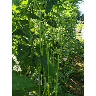 เมล็ดพันธุ์ถั่วฝักยาว เมล็ดพันธุ์ เมล็ดพันธุ์ถั่วขุนช้าง310 ขนาด 500 กรัม 450 บาท