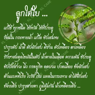ยาสมุนไพร ลูกใต้ใบ แก้ใข้ บำรุงตับ ฟื้นฟูตับ ธันยพรสมุนไพร 100 แคปซูล ของแท้100%