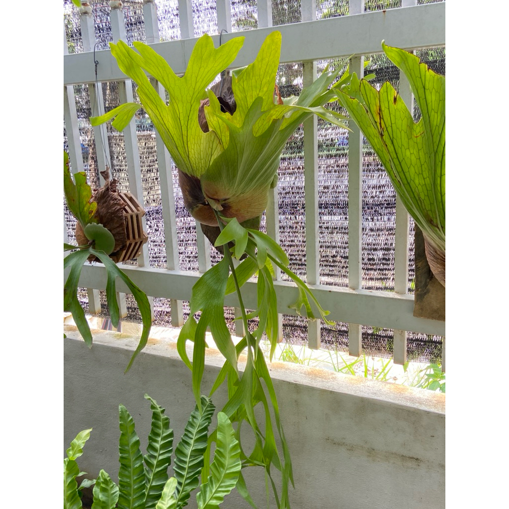 เฟิร์นชายผ้าสีดา กระเช้าสีดา สายม่านใต้ ปลูกใส่แผ่นไม้ กระเช้าไม้  ให้แล้วอย่างสวยงาม🍀🌿