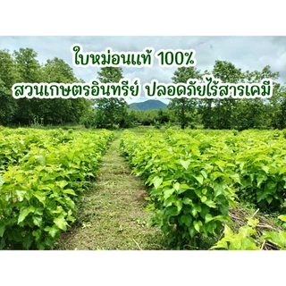 ผงชาใบหม่อน 100% Mulberry Leaf Powder (ภูดอย)ชงดื่มง่าย ชาใบหม่อนผงแท้ ไร้น้ำตาล คุมน้ำตาลในเลือด ชาสมุนไพร