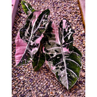 Alocasia Chantrieri สวยมาก