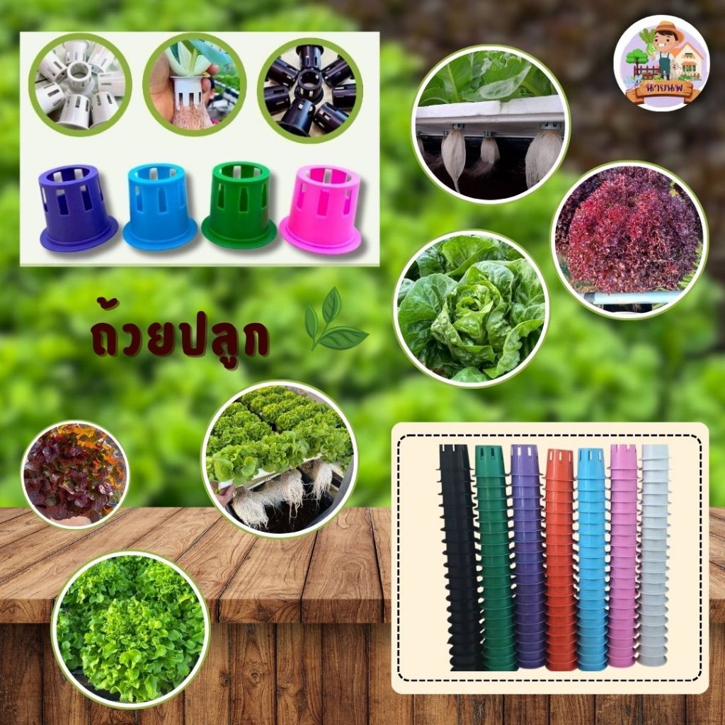 ถ้วยปลูกผักน้ำไฮโดรโปนิกส์ ถ้วยปีโป้ คละสี