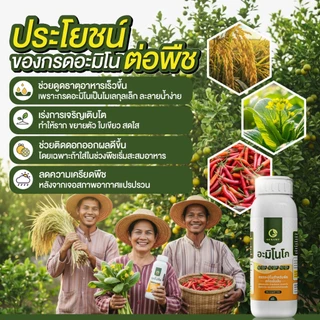 [2ขวด] อะมิโนโก(ขวดใหญ่) 1,000 ML - AMINO GO กรดอะมิโนสำคัญต่อพืช 19 ชนิด ปุ๋ยน้ำ ปุ๋ยกุหลาบ เร่งราก