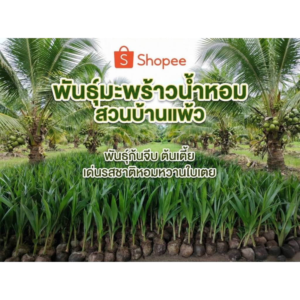 #พันธุ์มะพร้าวน้ำหอม พันธุ์ก้นจีบ ต้นเตี้ย พันธุ์บ้านแพ้ว น้ำหอมหวานใบเตย ลำต้นพร้อมลงปลูก 25-40 ซม