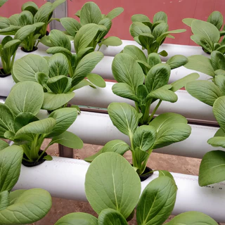 เมล็ดพันธุ์ กวางตุ้งฮ่องเต้ ผักกวางตุ้งพันธุ์ฮ่องเต้ 800+เมล็ด (10 แถม 2)