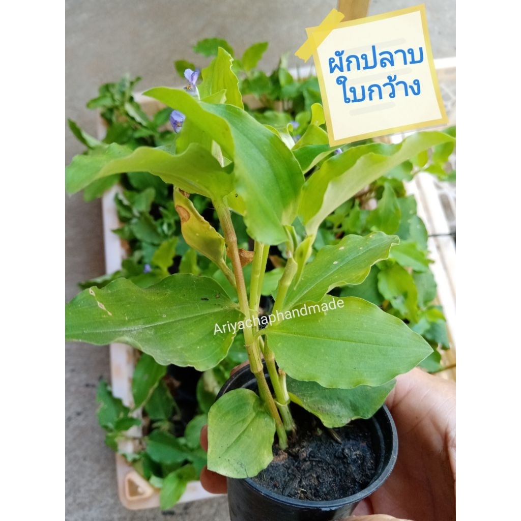 ต้นผักปลาบใบกว้าง​ ผักปลาบใบมน ในกระถาง2นิ้ว พร้อมขยายพันธุ์