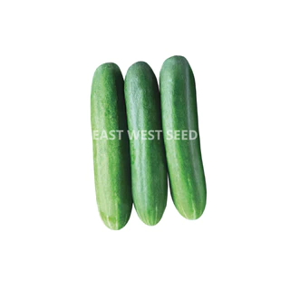 ศรแดง เมล็ดพันธุ์แตงกวาลูกผสม ป๊อปอัพ F1 (เมล็ดเคลือบ) (East-West Seed) เมล็ดพันธุ์ ผักสวนครัว ตราศรแดง