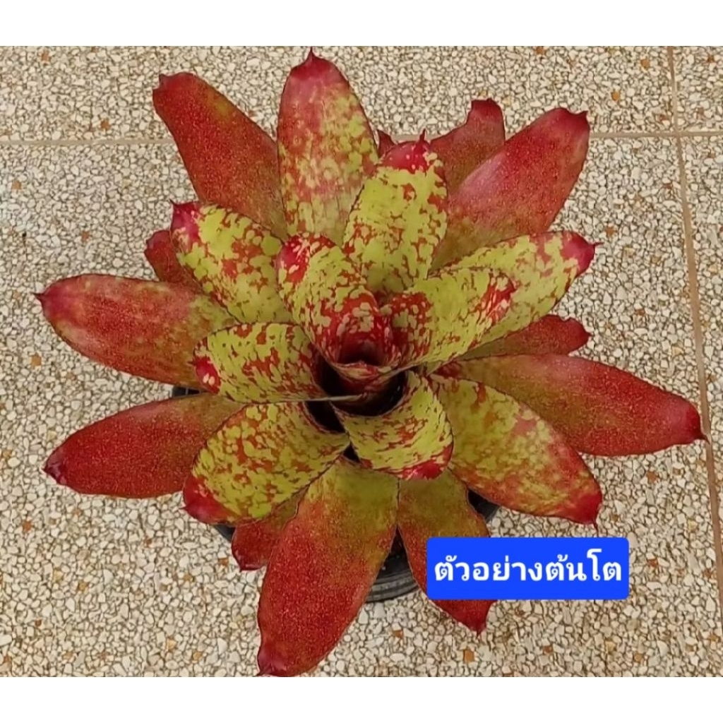 สับปะรดสี Neo. Winnie The Pooh ไม้ฟอร์มเล็กน่ารัก ขนาดกระถาง 4 นิ้ว ส่งแบบถอดกระถาง