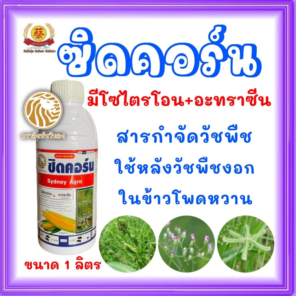 ซิดคอร์น มีไซไตรโอน+อะทราซีน กำจัดวัชพืชแบบทับได้ในข้าวโพด ขนาด1ลิตร