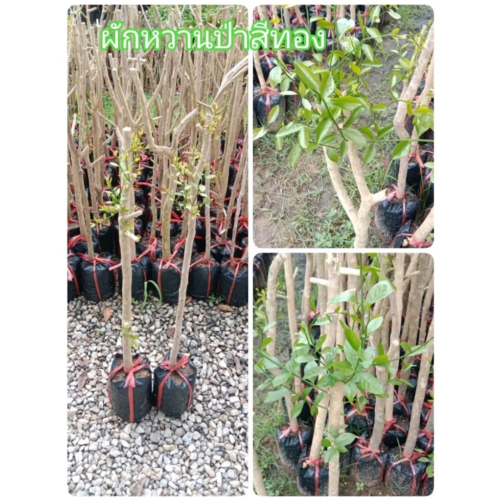 ต้นผักหวานป่าสีทอง (กิ่งตอน) สูง 60-80 cm
