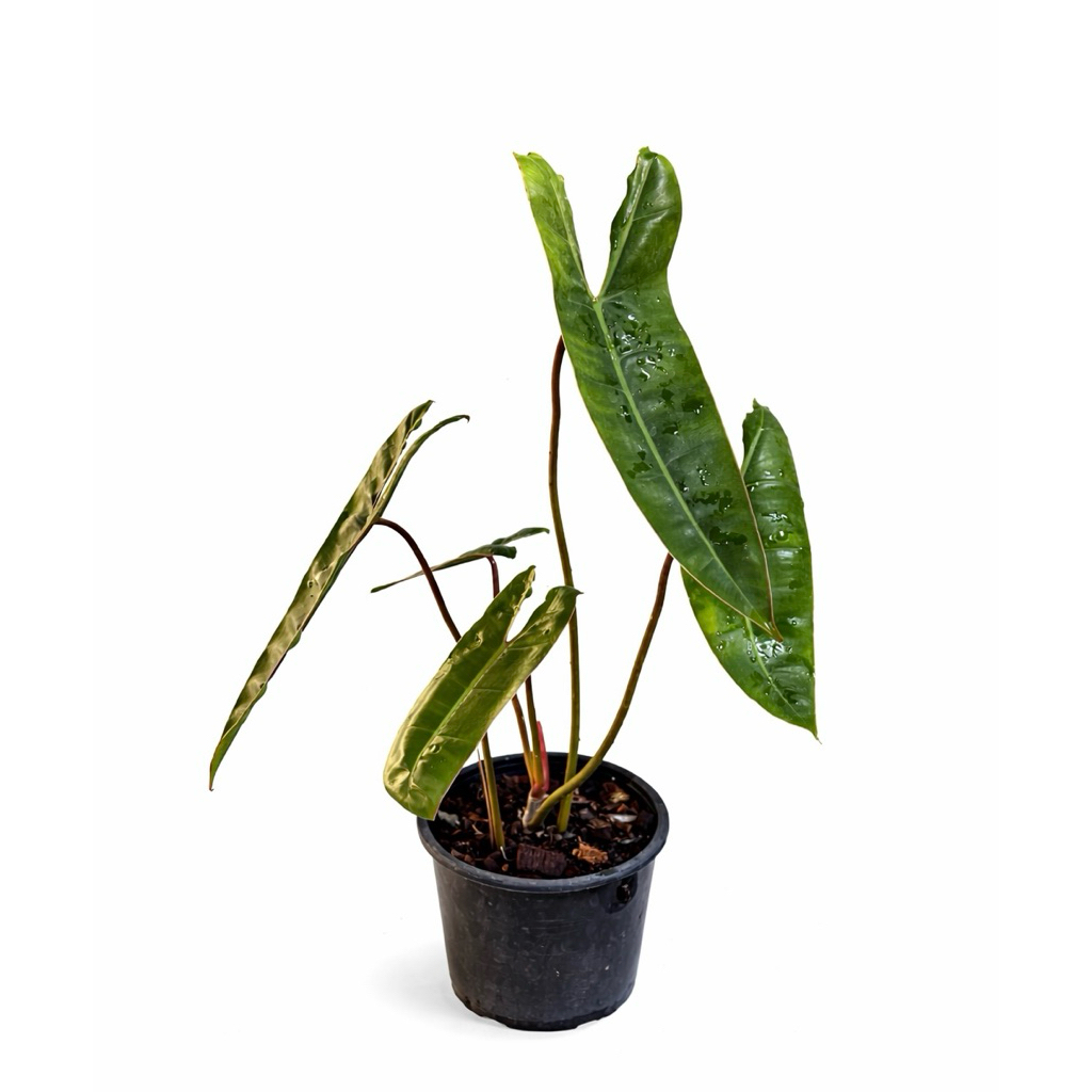 ฟิโลเดนดรอนก้านส้ม Philodendron Billietiae