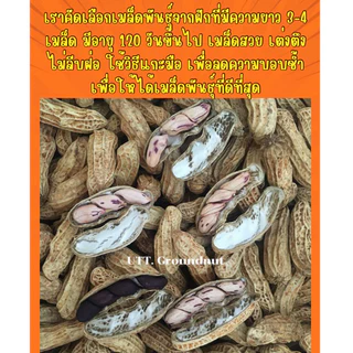เมล็ดพันธุ์ ถั่วลายเสือ เมล็ดแห้ง 1 กก. ปลูกได้ งอกดี แปรรูปทำอาหารได้