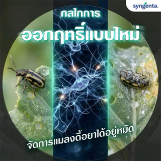 ซิโมดิส จากซินเจนทา ขวดเดียวสะเทือนโลก กำจัดหนอนใย เพลี้ยไฟ ด้วงหมัดผัก เพลี้ยอ่อน หนอนเจาะผล