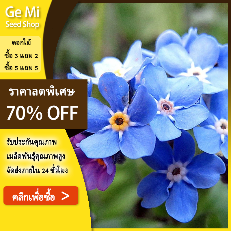 GEMI เมล็ดพันธุ์ ดอกฟอเกตมีนอท บรรจุ 100 เมล็ด เมล็ดพันธุ์ ดอกฟอเกตมีนอท [ซื้อ 5 แถม 5 ฟรี]