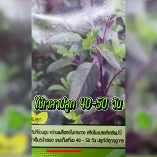 เมล็ดพันธุ์กะเพราแดง ตราน้ำเต้า