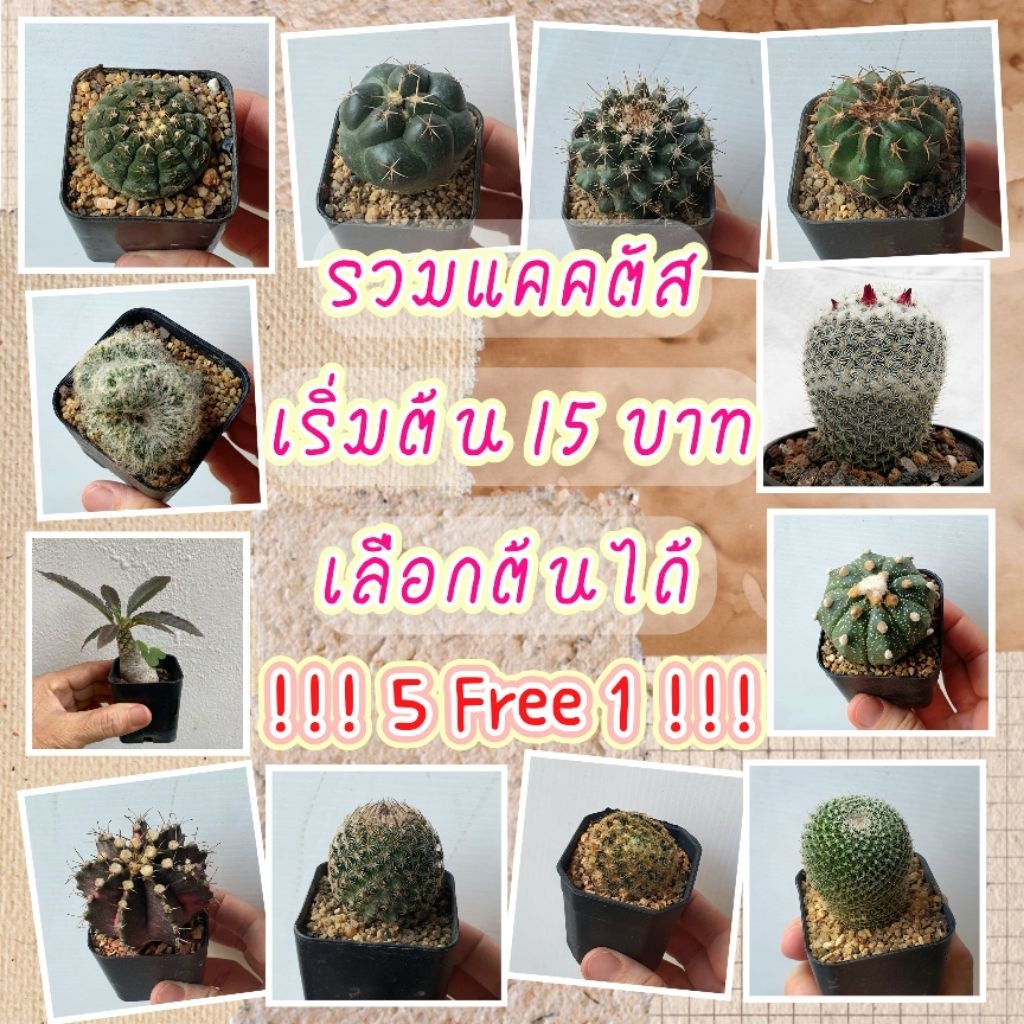 แคคตัส รวมหลายสายพันธุ์ ราคาเริ่มต้น 15 บาท ในกระถาง 2"