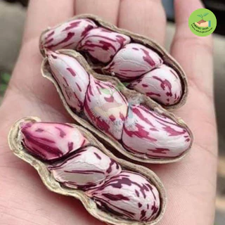 พิเศษ9บาท เมล็ดพันธุ์ถั่วลายเสือ 10 เมล็ด