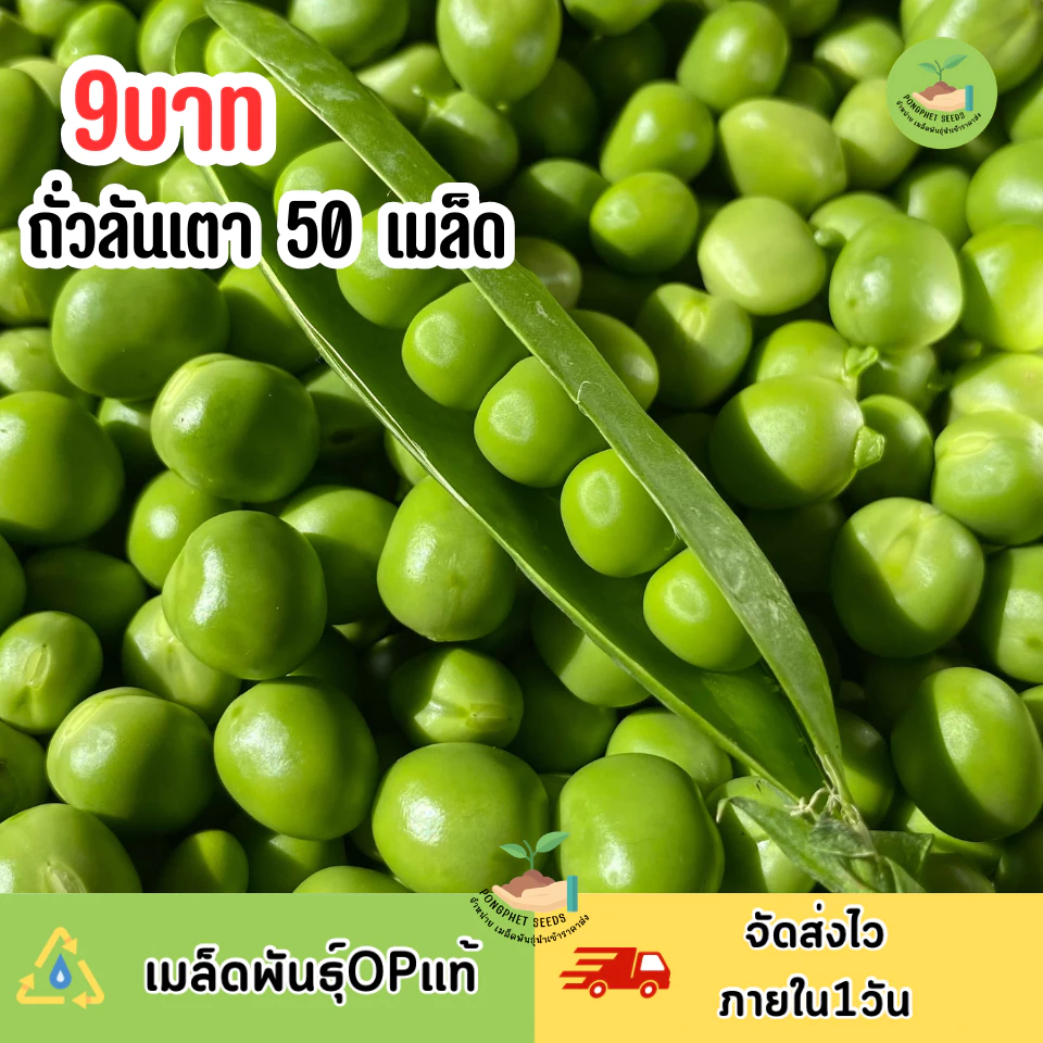 พิเศษ9บาท เมล็ดพันธุ์ถั่วลันเตา 50 เมล็ด
