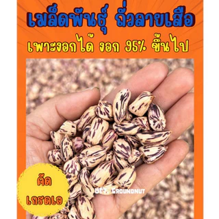 เมล็ดพันธุ์ ถั่วลายเสือ เมล็ดแห้ง 1 กก. ปลูกได้ งอกดี แปรรูปทำอาหารได้