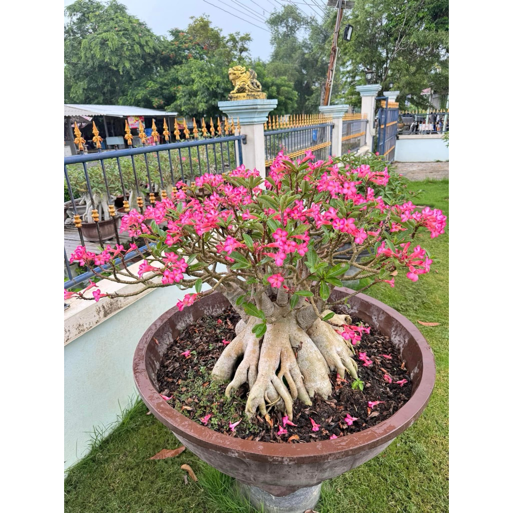 ชวนชมพันธุ์ชฏาดอกดก ขนาดกระถาง 6 นิ้ว(แบบถอนจัดส่ง)