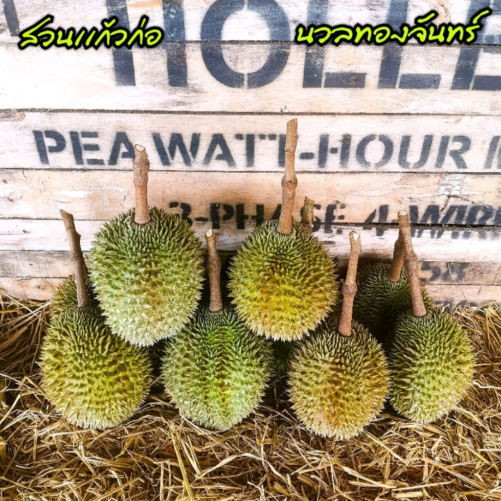 ทุเรียนพันธุ์นวลทองจันทร์