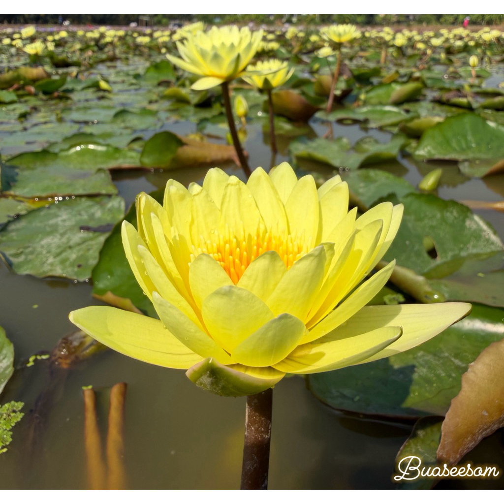 บัวผันสีเหลือง ทรัพย์โสธร