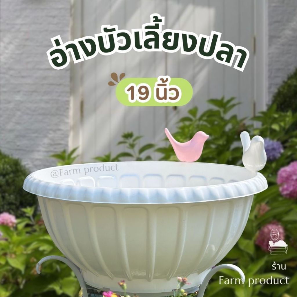 อ่างบัว เลี้ยงปลา 19 นิ้ว, รุ่น อิงลิชกรูฟ