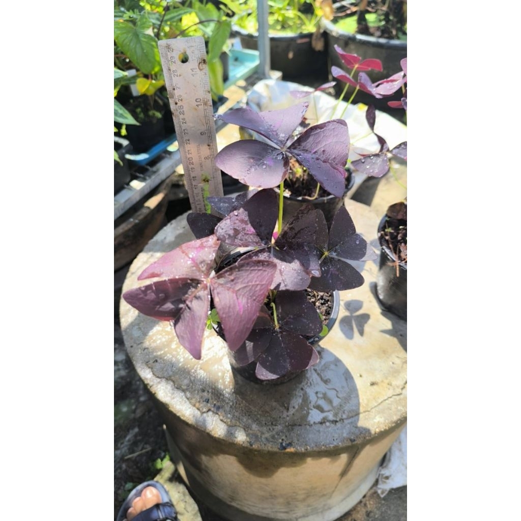 ผีเสื้อราตรี Oxalis Triangularis