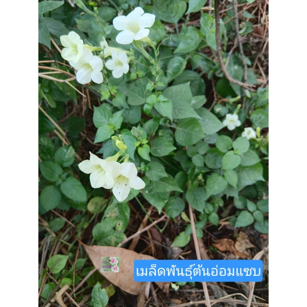 เมล็ดพันธุ์ต้นอ่อมแซบ ต้นตำลึงหวาน ต้นเบญจรงค์5สี ต้นบุษบาริมทาง Chinese Violet Seedsบรรจุในถุงซิปล็อค จำนวน 4 เมล็ด