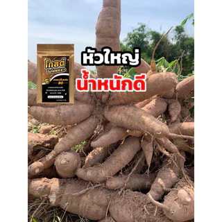 โกลด์ไบโอพลัส สูตรเร่งน้ำหนัก ไซส์จัมโบ้ ระเบิดไซส์ น้ำหนักดี สีสวย