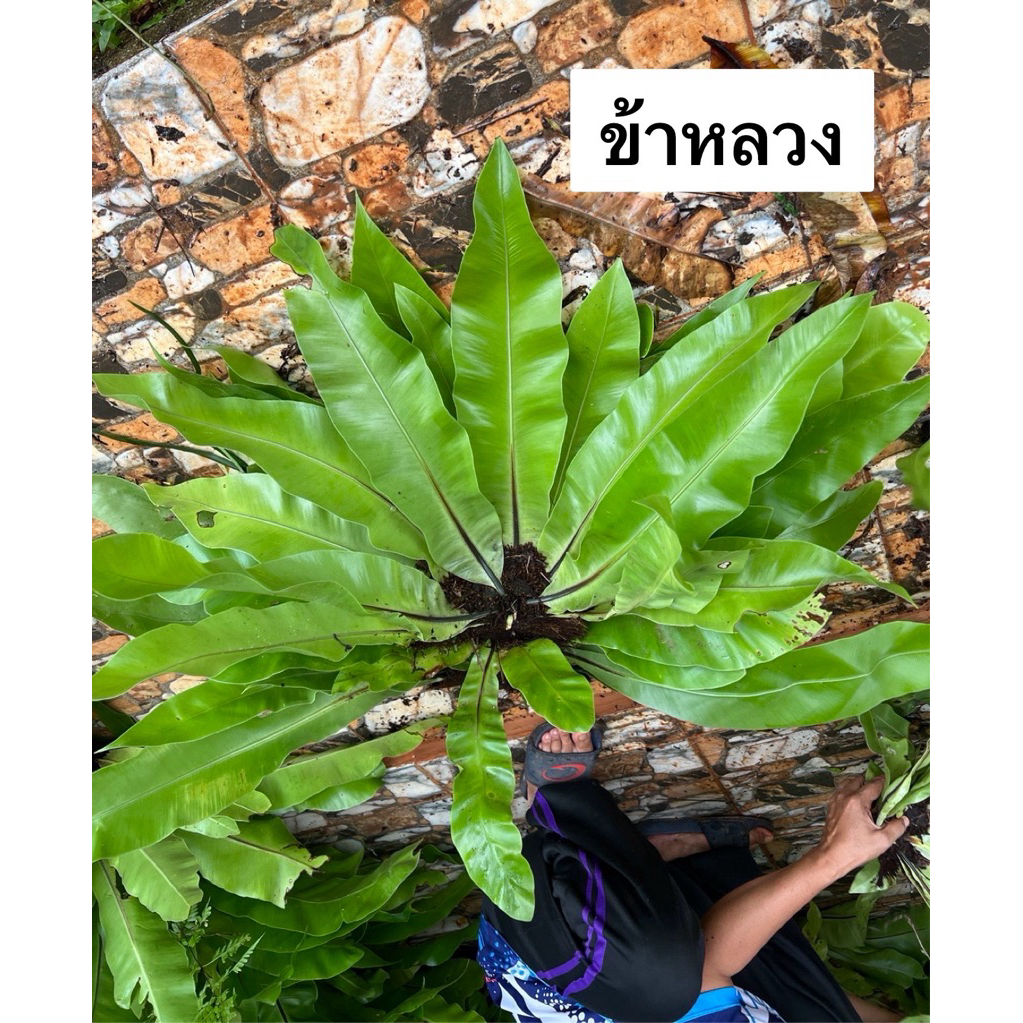 เฟิร์นข้าหลวงกอเล็ก1กอ ความยาวใบโดยประมาณ20-40ซม.