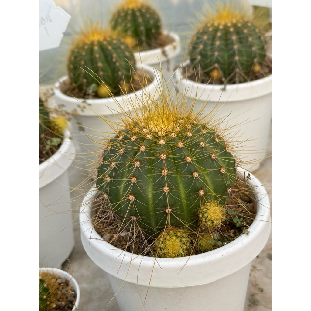 โคลีโอเซฟาโลซีรีอุส ไม้หายาก ไม้สะสม กระถาง3“นิ้ว coleocephalocereus aureus