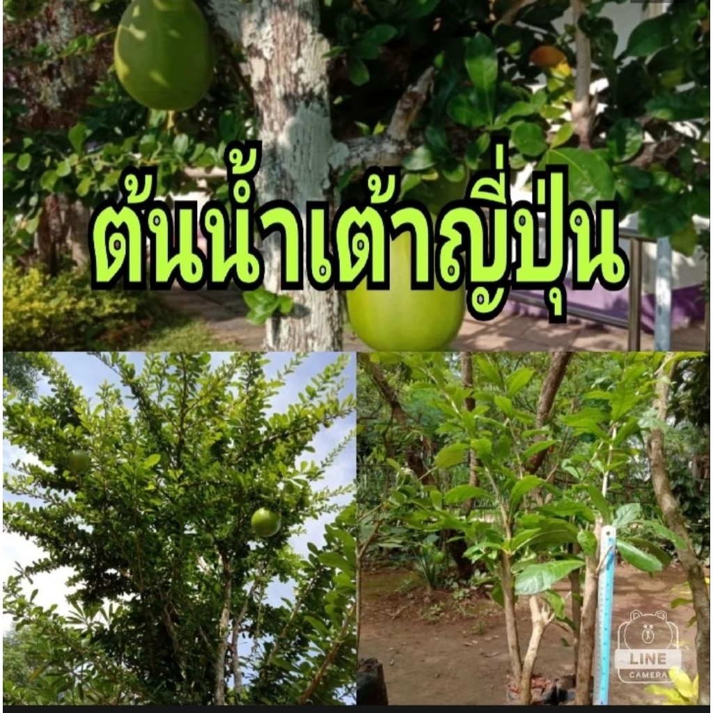 ต้นน้ำเต้าญี่ปุ่น น้ำเต้าอินเดียไม้ประดับเสริมบารมีเสริมฮวงจุ้ย