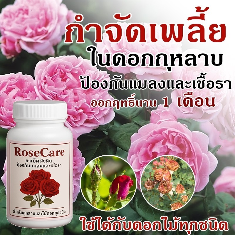 ป้องกันแมลง เพลี้ยไฟ ไรแดง ยาเม็ดกุหลาบ ยาฝังดิน 200เม็ด ไรเชื้อรา ออกฤิทธิ์ 1 เดือน ใช้กับพืชได้ทุกชนิด กุหลาบ กล้วยไม้