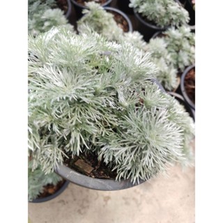 อาร์เทมิเซีย ซิลเวอร์เมานด์ หรือ Artemisia schmidtiana 'Silv…