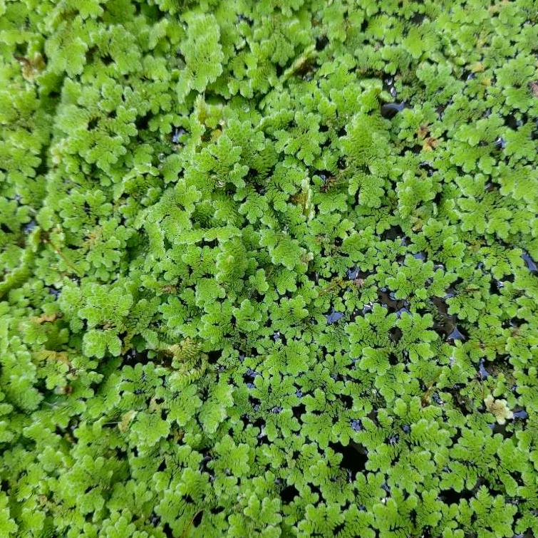 🌿แหนแดงสด สะอาด โตไว แตกตัวเร็ว🌿(ขายเป็นกิโล) Azolla pinnata