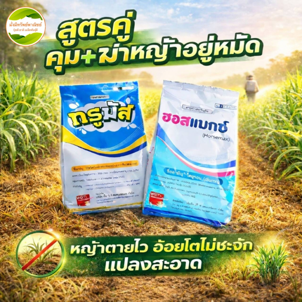 ทรูมัส+ฮอสแมกซ์​ ครบจบในชุดเดียว ทั้ง"คุม+ฆ่า"ตายเรียบหญ้าหวาย หญ้าแก่ ใบแคบใบกว้างปลอดภัยชัวร์ฉีดทับอ้อยได้ทุกสายพันธุ์