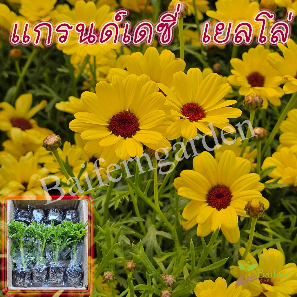 ต้นกล้าดอกเเกรนด์เดซี่เยลโล่(Argyranthemum Grandaisy Yellow) ดอกไม้กินได้ ต้นแข็งแรง พร้อมปลูก