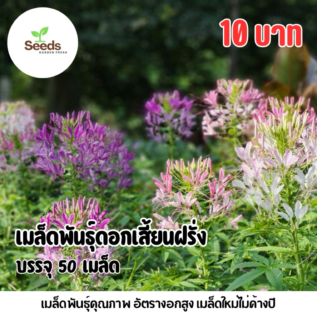 เสี้ยนฝรั่ง บรรจุ 50 เมล็ด