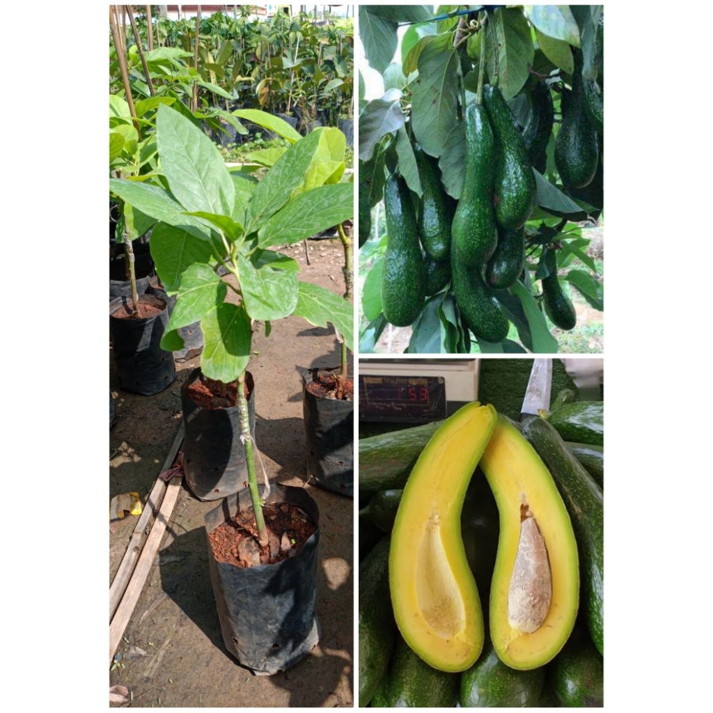 ต้นอะโวคาโดพันธุ์ 034 พันธุ์แท้ติดผลดกเนื้อมันหวานอร่อยแบบเสียบยอด