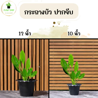 กระถางต้นไม้ กระถางบัว ปากจีบ สีดำ 10,12นิ้ว