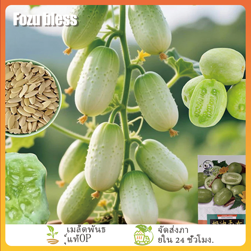 FOZU 10 เมล็ด ซื้อ 5 แถม 5 ฟรี แตงกวาลูกดก เมล็ดพันธุ์แตงกวาลูกดก งอกง่าย โตไว
