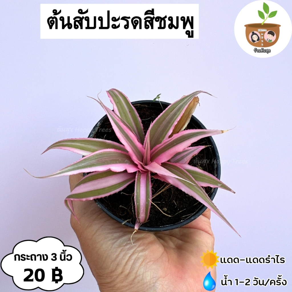 ต้นสับปะรดสีชมพู กระถาง 3 นิ้ว จัดส่ง 2 ต้นขึ้นไป คละกับต้นอื่นได้