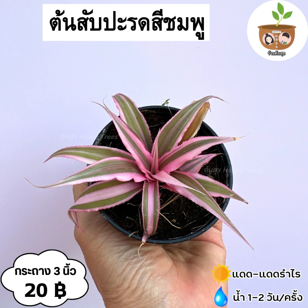 ต้นสับปะรดสีชมพู กระถาง 3 นิ้ว จัดส่ง 2 ต้นขึ้นไป คละกับต้นอื่นได้