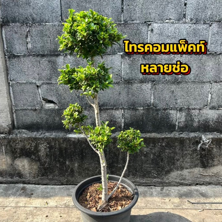ต้นไทรคอมแพ็คท์หลายช่อ ขนาด120cm ทรงสวย พร้อมกระถาง15นิ้ว ต้นไม้ขนาดกลางที่มีทรงสวยและดูดี เหมาะสำหรับตกแต่งบ้าน
