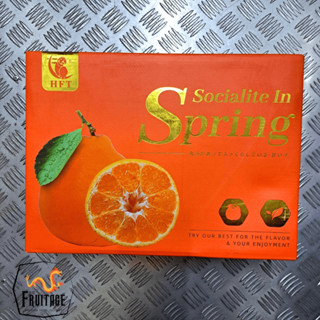 ส้มจุก ส้มจุกไต้หวัน (ยกลัง) ~ลดพิเศษ~ Dekopon Orange ส้มมงค…