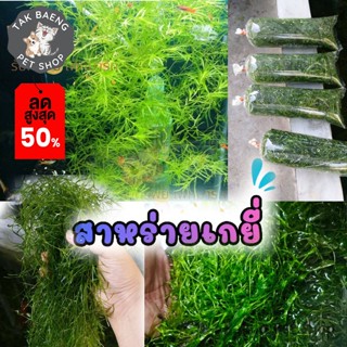 สาหร่ายเกยี่  คัดพิเศษเส้นยาวๆ ต้นไม้น้ำ สำหรับเลี้ยงในตู้ปล…