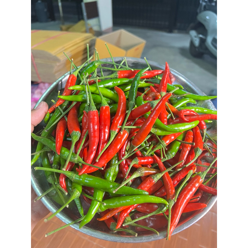 พริกผสม จินดา สวยๆๆสด ออกไร่ 1 กิโลกรัม